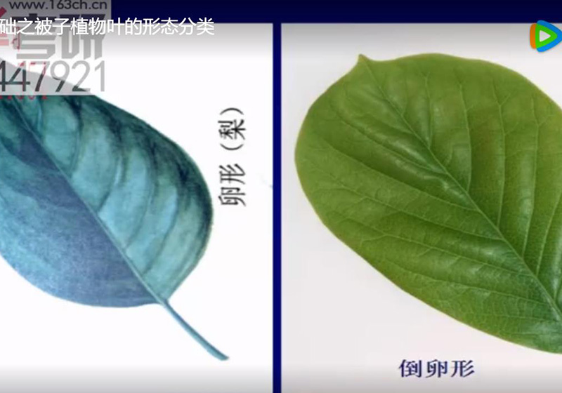 沈农园林考研理论23植物学基础之被子植物叶的形