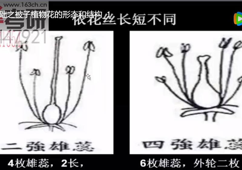 沈农园林考研理论24植物学基础之被子植物花的形